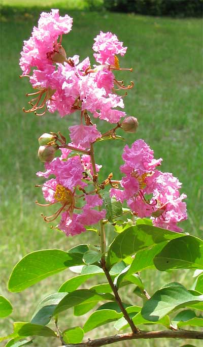 Crepe Myrtle (Lagerstroemia indica) - Ladybird Nursery
