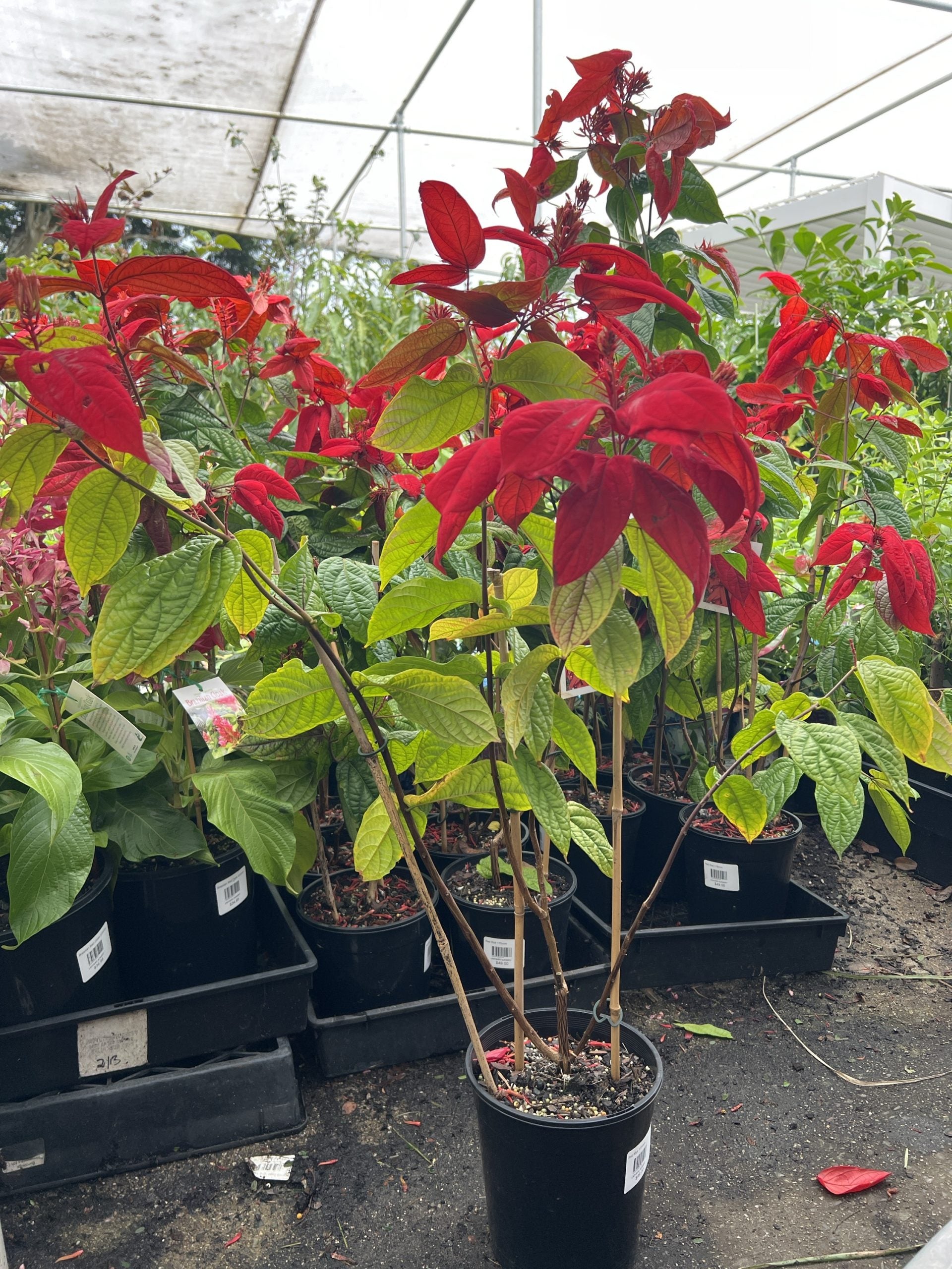 Quisqualis "Red Riot"