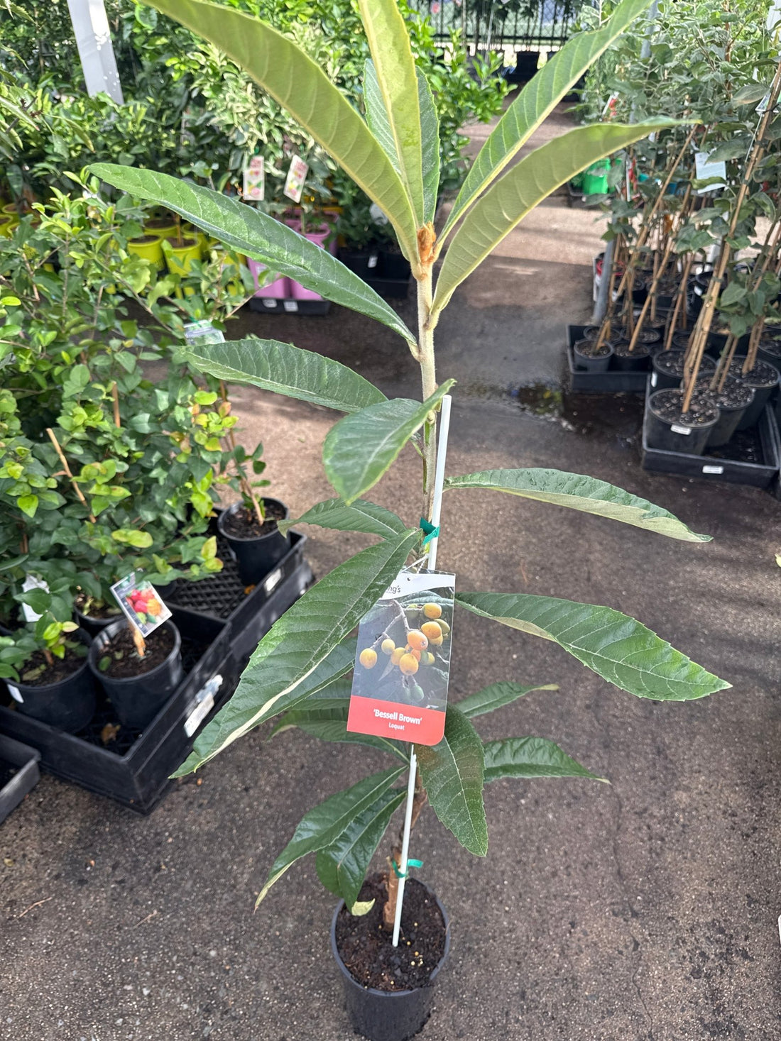 Loquat Bessell Brown - Ladybird Nursery