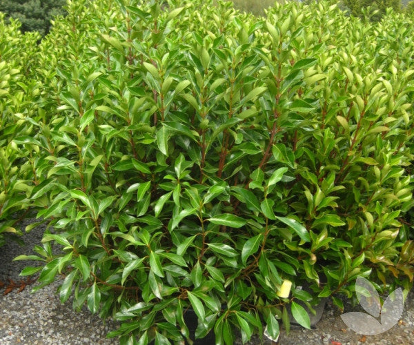 Sweet Viburnum Dense Fence (Viburnum odoratissimum)