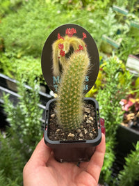 Monkey Tail Cactus - Ladybird Nursery