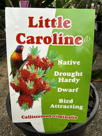 Weeping Bottlebrush 'Little Caroline' (Callistemon viminalis) - Ladybird Nursery