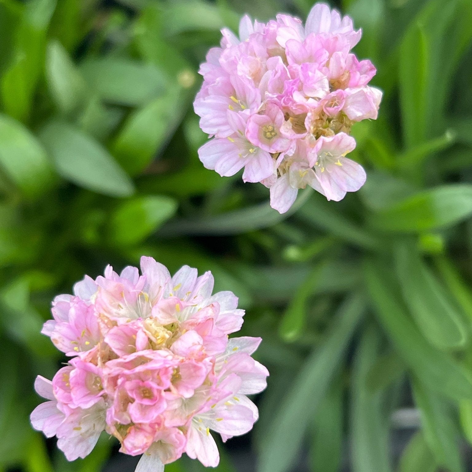 Armeria Dreameria™ 'Sweet Dreams' - Ladybird Nursery