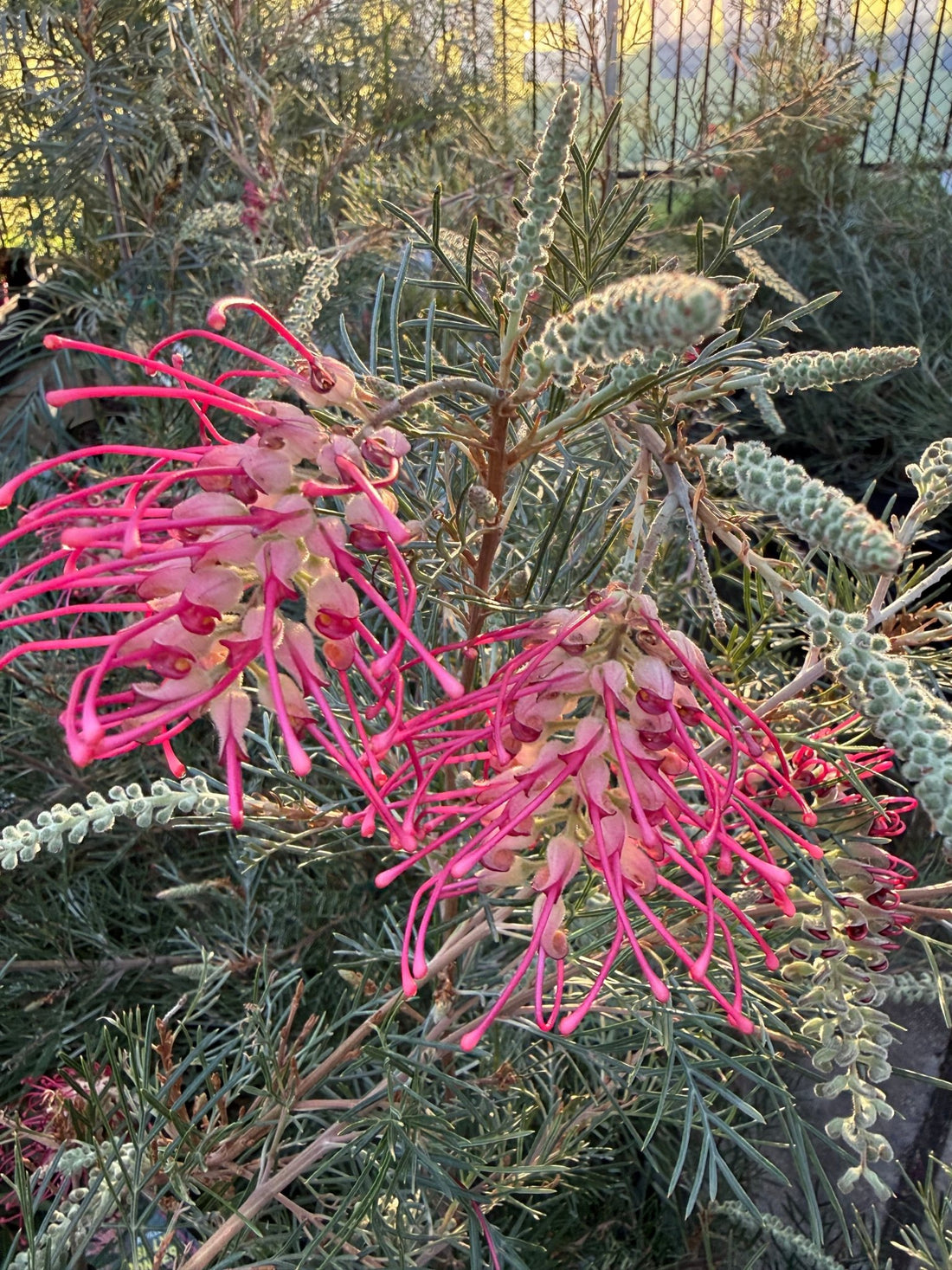 Dwarf Grevillea 'Billy Bonkers' - Ladybird Nursery