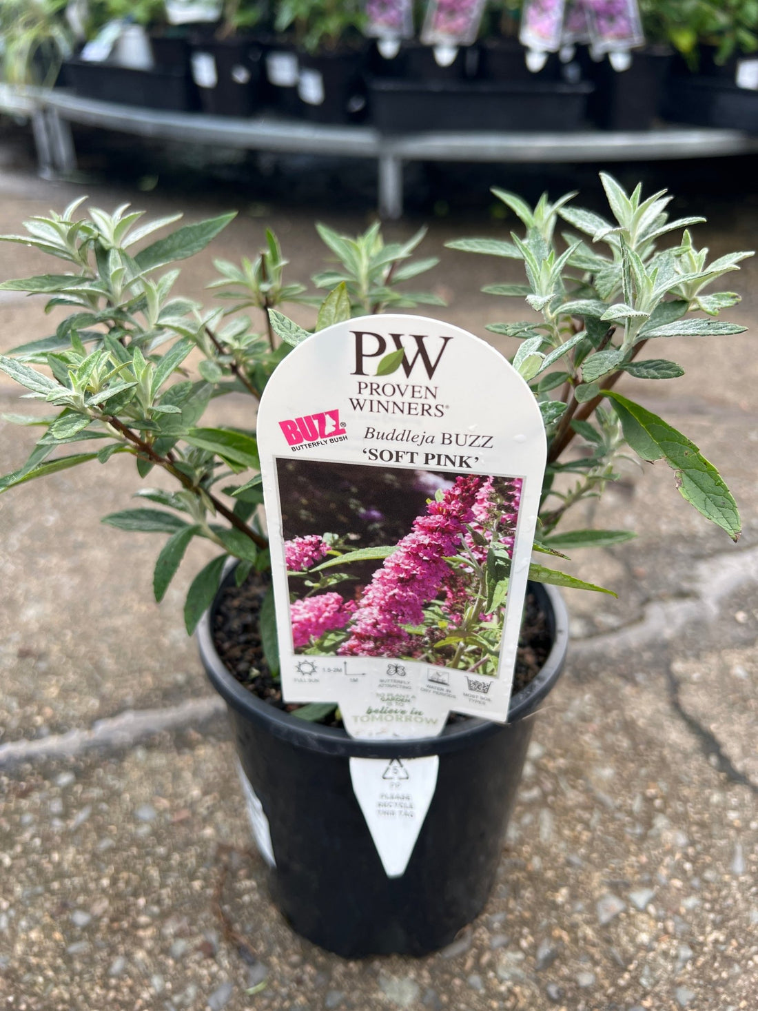Butterfly Bush 'Buzz Soft Pink' (Buddleja davidii) - Ladybird Nursery