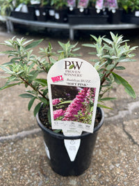 Butterfly Bush 'Buzz Soft Pink' (Buddleja davidii) - Ladybird Nursery