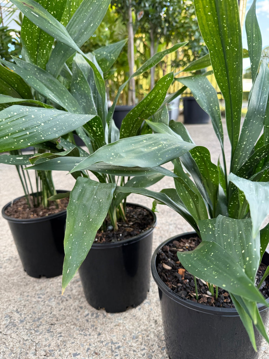 Cast Iron Plant 'Shooting Star' - Large - Ladybird Nursery