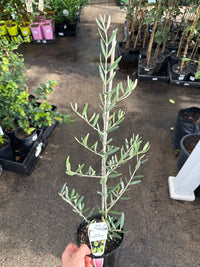 Olive ‘Tolley’s Upright’ - Ladybird Nursery