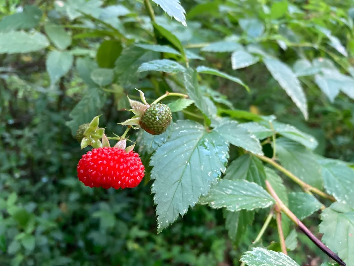 Native Raspberry 'Atherton' (Rubus probus) - Large - Ladybird Nursery