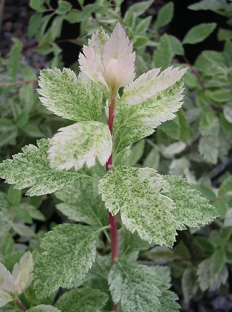 Spirea vanhouttei Pink Ice (Spiraea x) - Ladybird Nursery