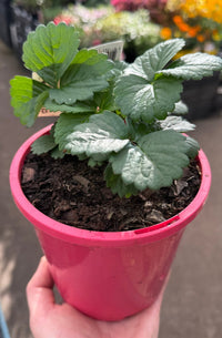 Strawberry 'Roman Pink' - Ladybird Nursery