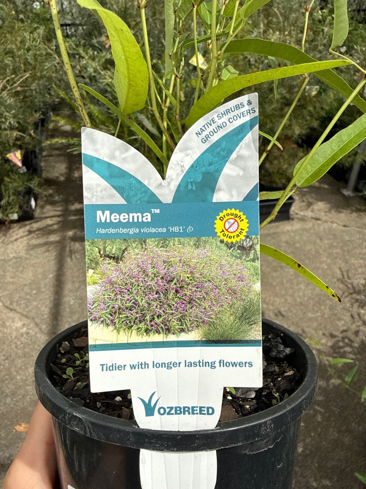 Hardenbergia 'MEEMA' - Ladybird Nursery