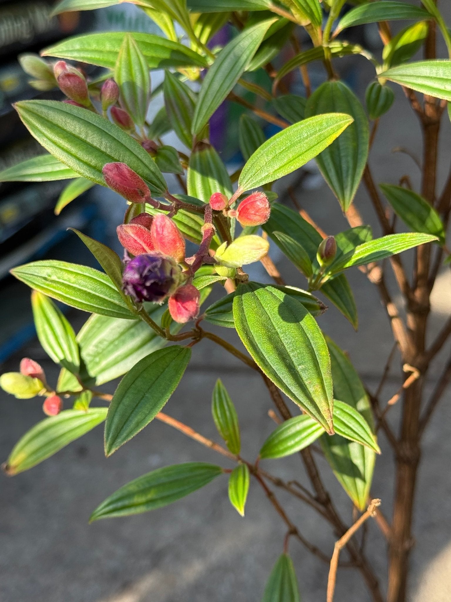 Tobouchina Purple Star (Tibouchina) - Ladybird Nursery