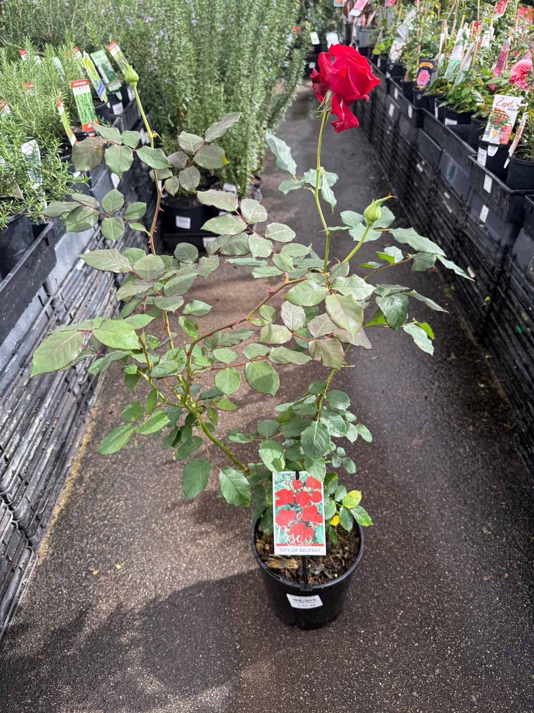 Rose ‘City of Belfast' (Rosa) - Ladybird Nursery