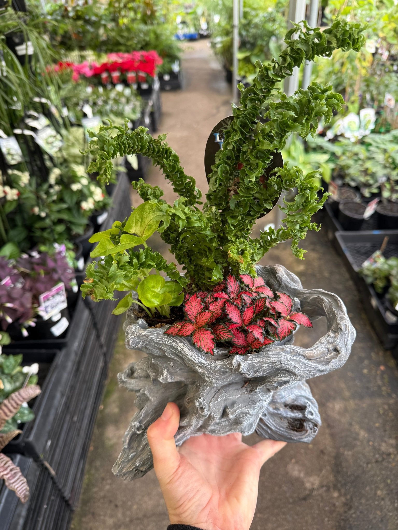 Multi Planted Log Planter (Assorted Indoor Plants) - Ladybird Nursery