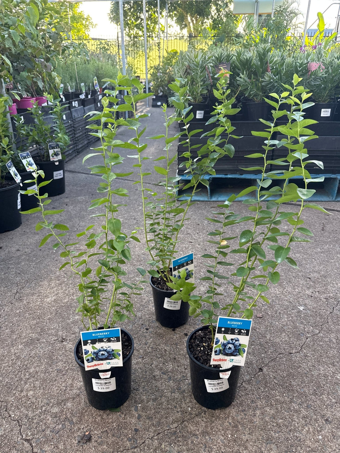 Blueberry 'Biloxi' - Ladybird Nursery