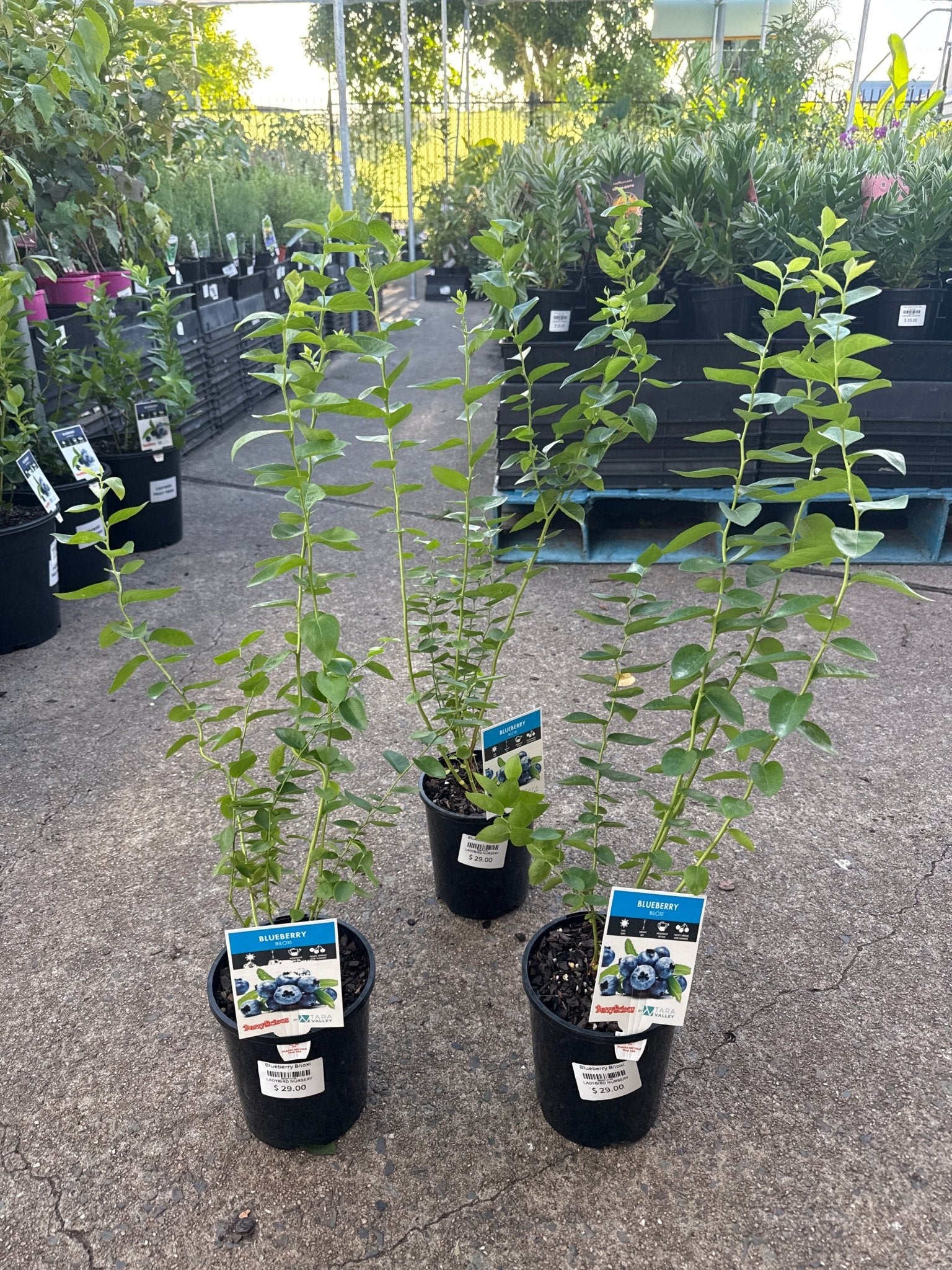 Blueberry 'Biloxi' - Ladybird Nursery