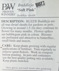 Butterfly Bush 'Buzz Soft Pink' (Buddleja davidii) - Ladybird Nursery