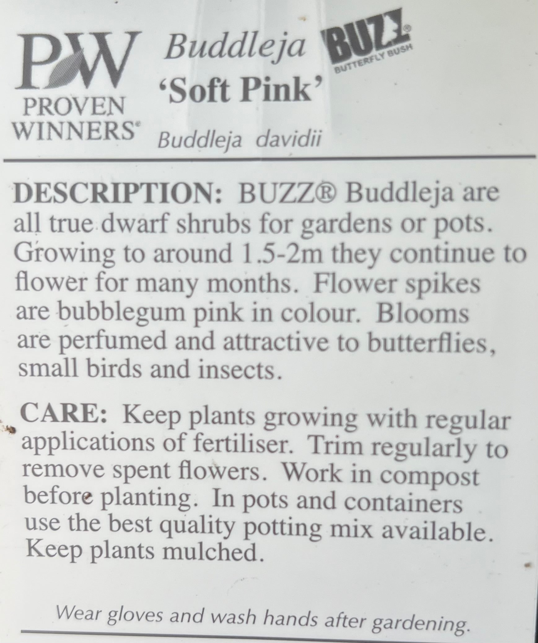 Butterfly Bush 'Buzz Soft Pink' (Buddleja davidii) - Ladybird Nursery
