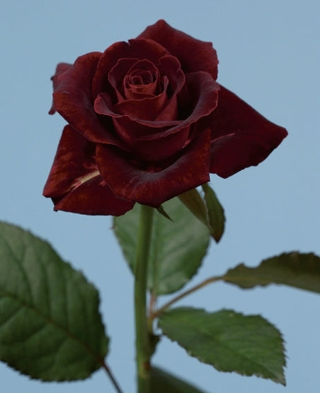 Rose 'Black Beauty'