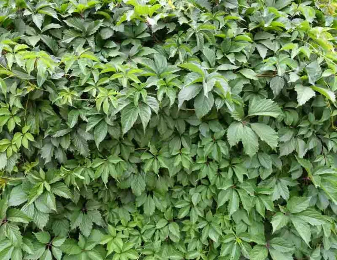 Virginia Creeper (Parthenocissus quinquefolia)