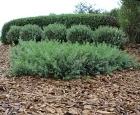 Coastal Rosemary Low Horizon™ (Westringia fruticosa)