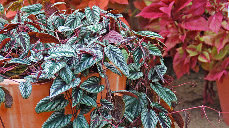 Rex Begonia Vine (Cissus discolor)
