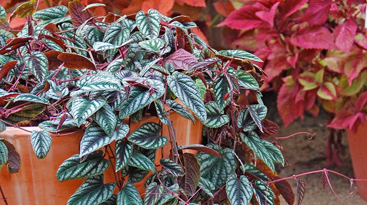 Rex Begonia Vine Totem (Cissus discolor) - Ladybird Nursery