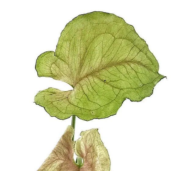 Syngonium Roxanna - Ladybird Nursery