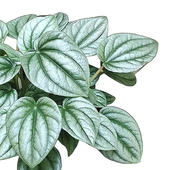 Peperomia Moonlight Ripple (Peperomia caperata)