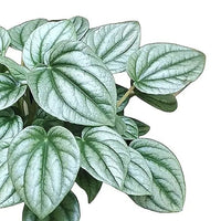 Peperomia Moonlight Ripple (Peperomia caperata) - Ladybird Nursery