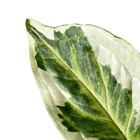 Syngonium Three Kings - Ladybird Nursery