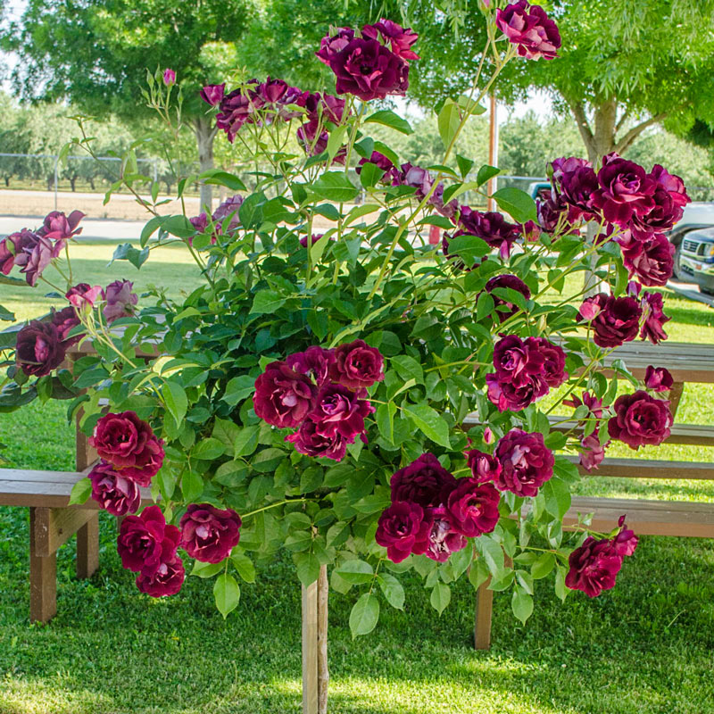 Rose Burgundy Iceberg 2 ft Standards (Rosa)