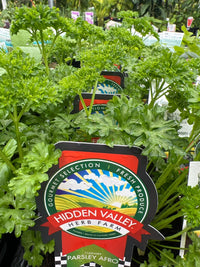 Parsley Afro (Pickup Only) - Ladybird Nursery