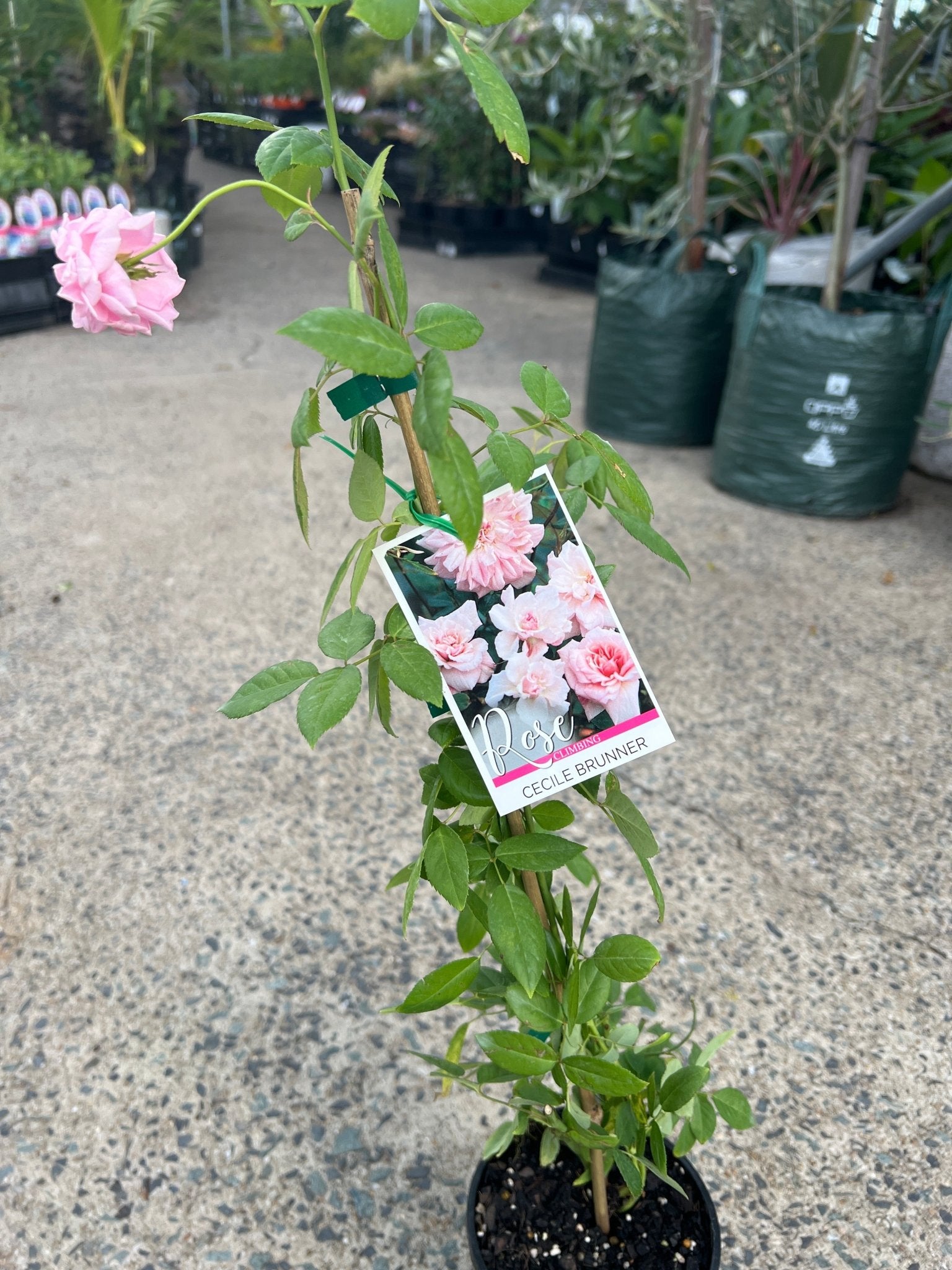 Climbing Rose 'Cecile Brunner' - Ladybird Nursery