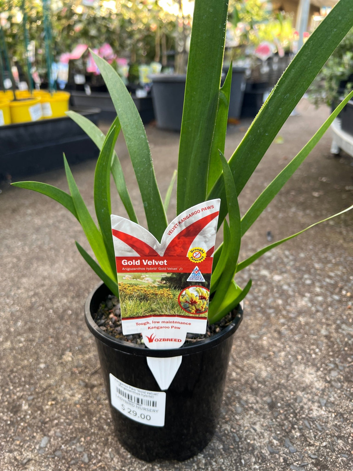 Kangaroo Paw 'Gold Velvet' (Anigozanthos hybrid) - Ladybird Nursery