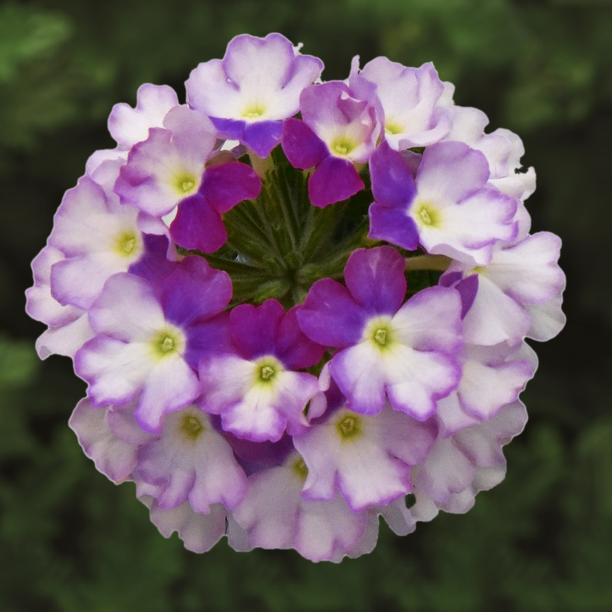 Verbena Vanessa Vicolor (Verbena)