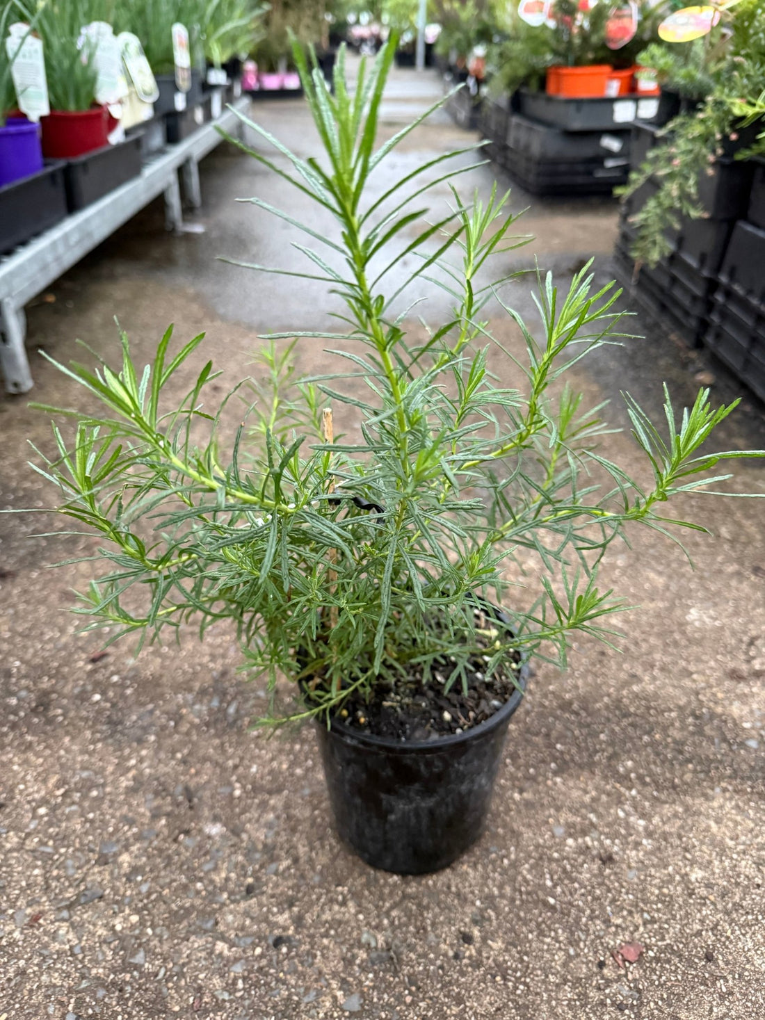 Thin-Leaf Daisy-Bush ‘Mauve’ (Olearia tenuifolia) - Ladybird Nursery