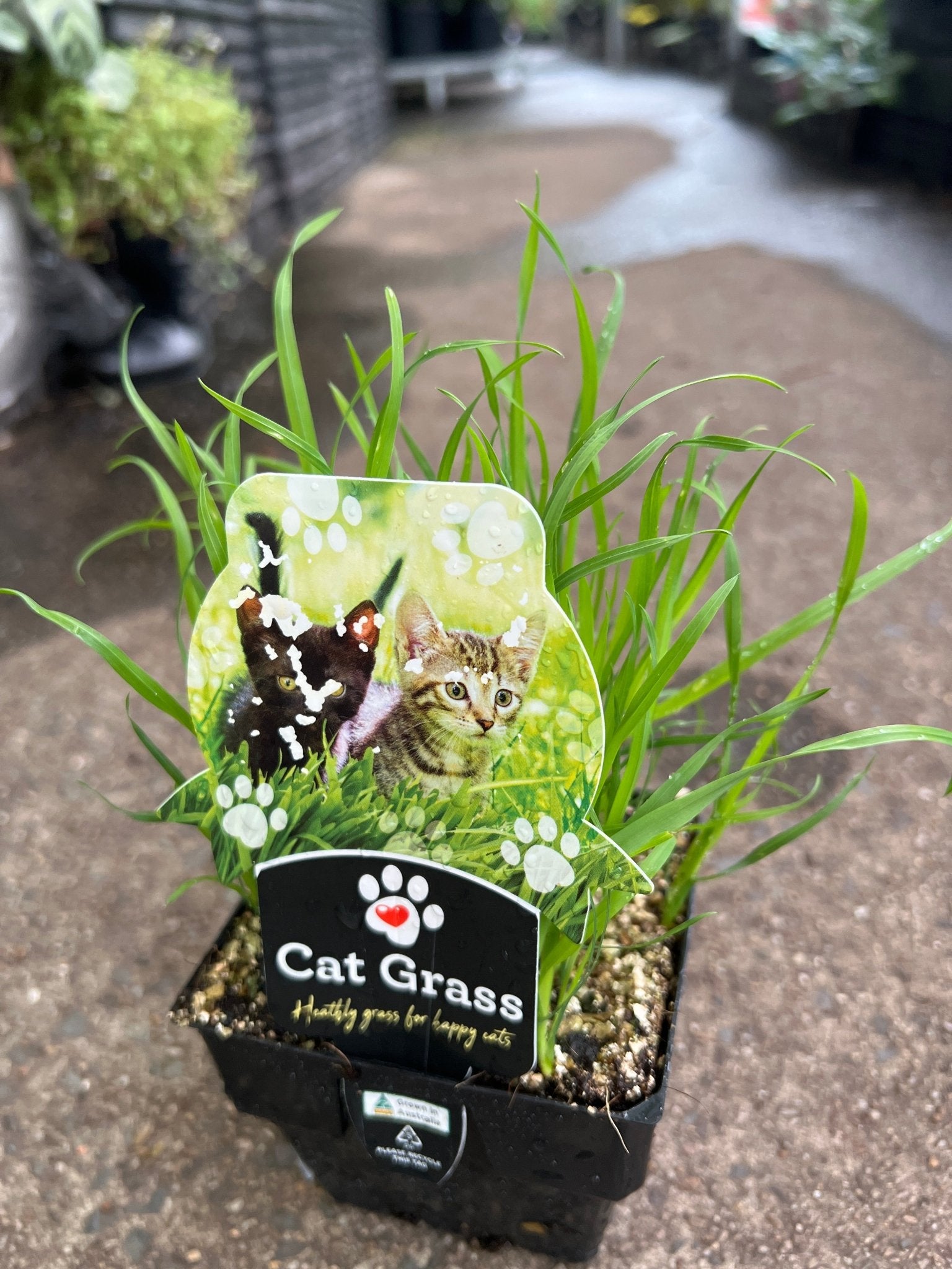 'Cat Grass' (Dactylis glomerata) - Ladybird Nursery