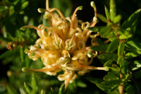 Grevillea Yellow (Grevillea juniperina)