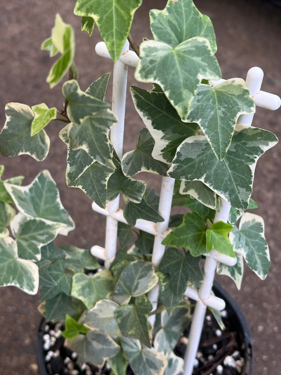 English Ivy Variegata (Hedera helix) - Ladybird Nursery