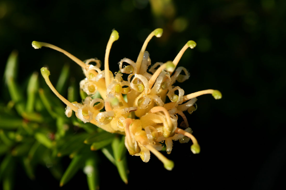 Grevillea Yellow (Grevillea juniperina) - Ladybird Nursery