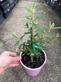 Phebalium woombye 'Pink' - Ladybird Nursery