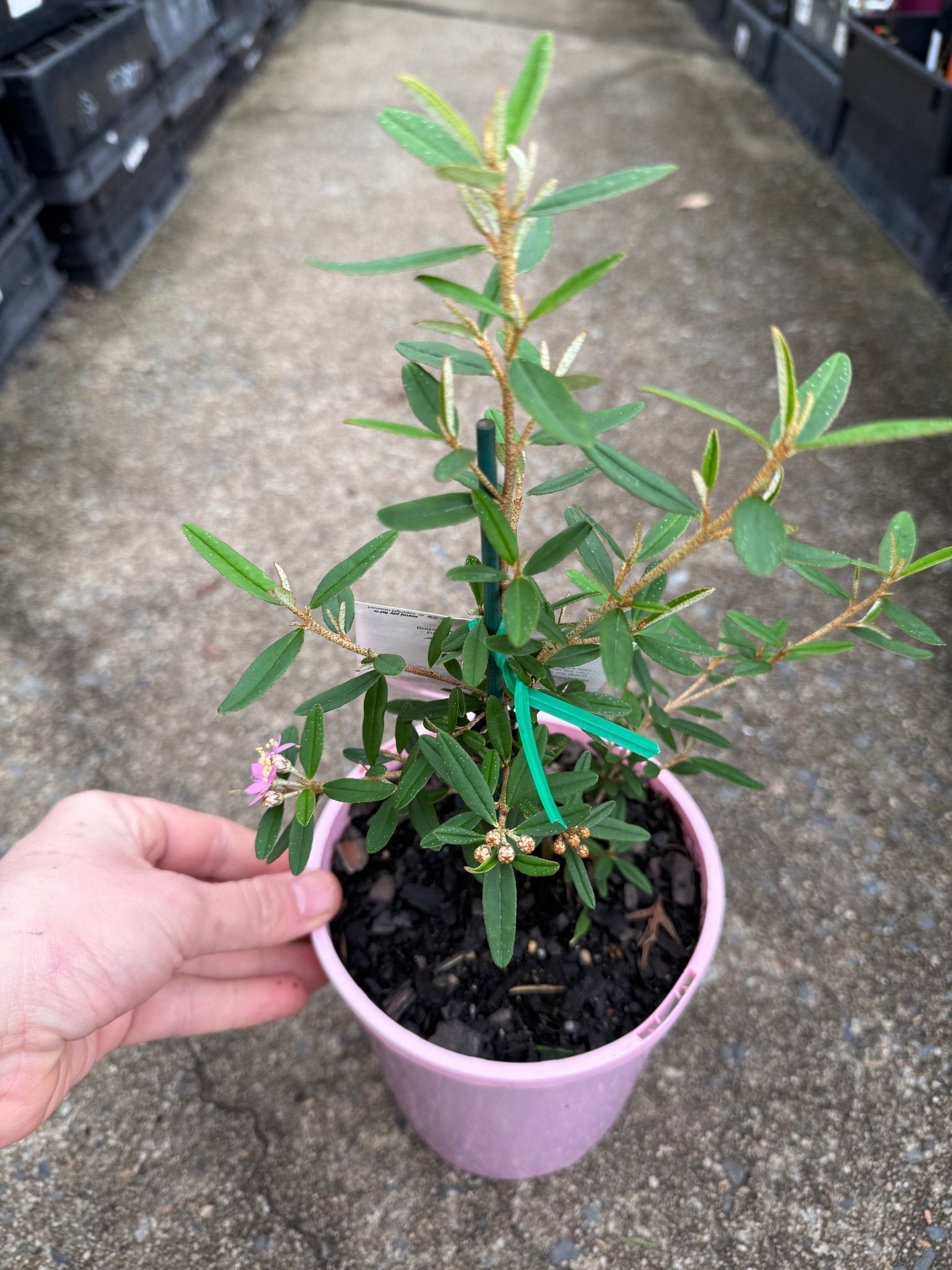 Phebalium woombye 'Pink' - Ladybird Nursery