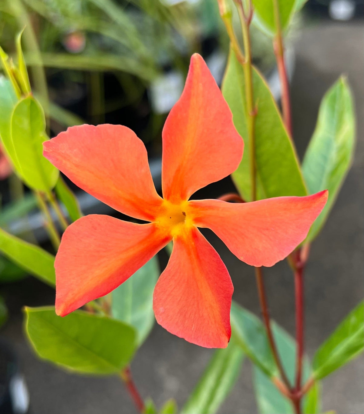Mandevilla ‘Sun Parasol Up Orange' - Ladybird Nursery