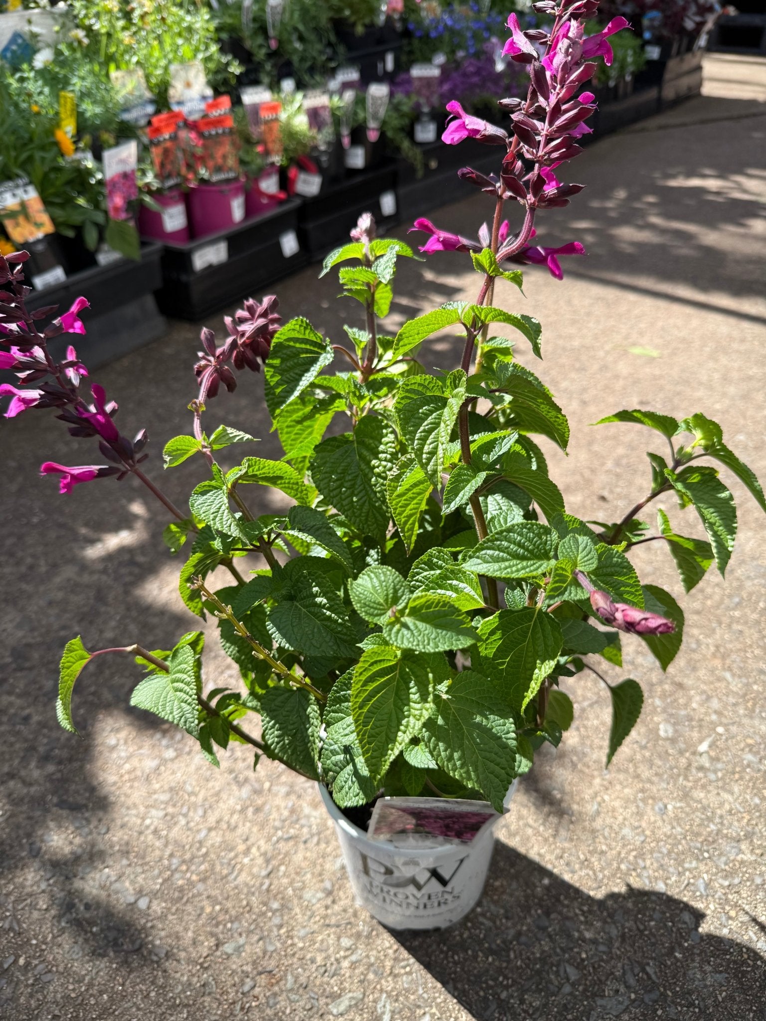 Salvia Unplugged 'So Pink' - Ladybird Nursery