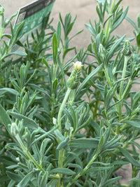 Lavender 'Vanillaberry Ruffles' (Lavandula pedunculata) - Ladybird Nursery
