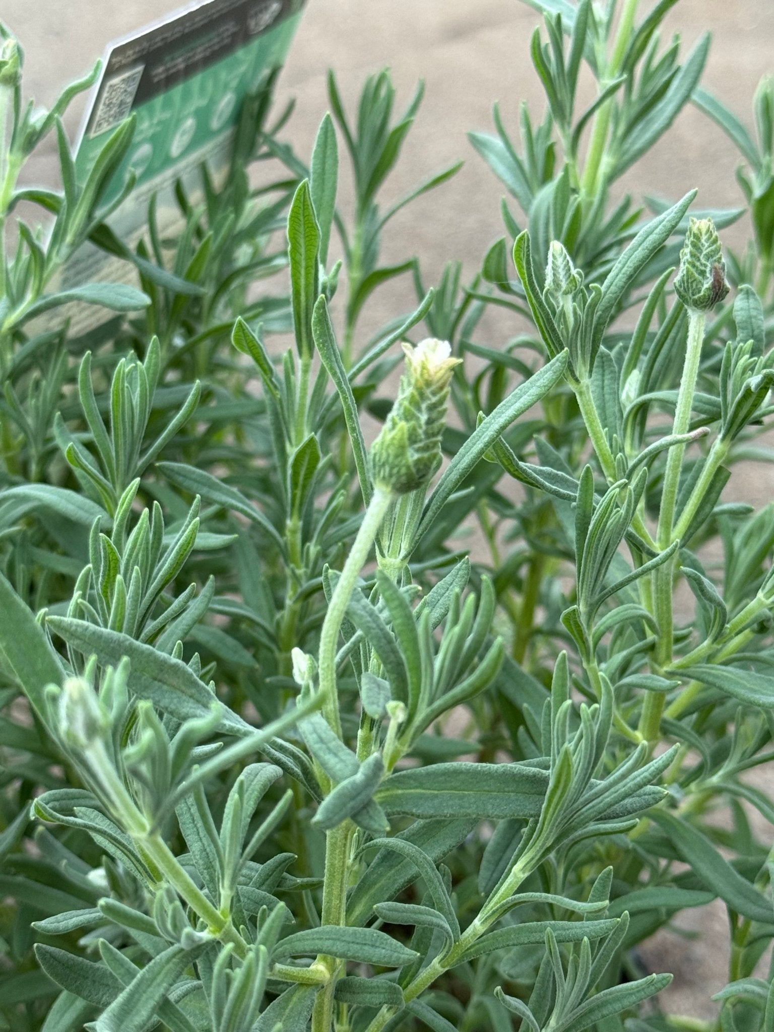 Lavender 'Vanillaberry Ruffles' (Lavandula pedunculata) - Ladybird Nursery