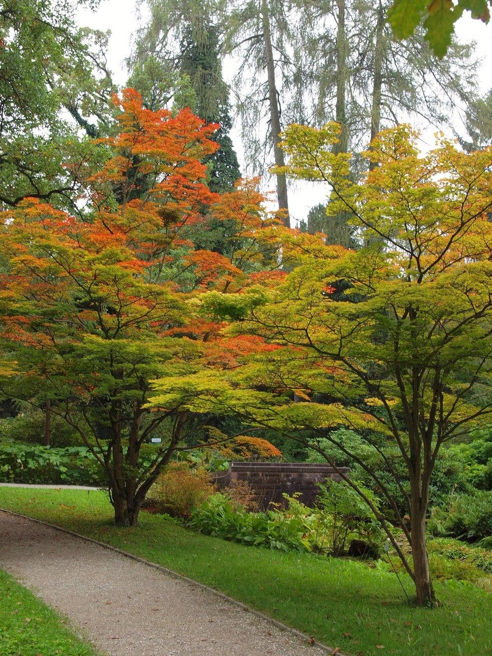 Siebold's Maple Siebold (Acer sieboldianum)