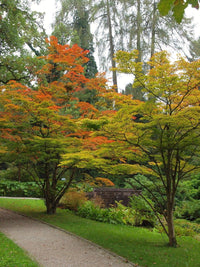 Siebold's Maple Siebold (Acer sieboldianum)